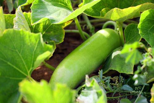 Other Cucurbits