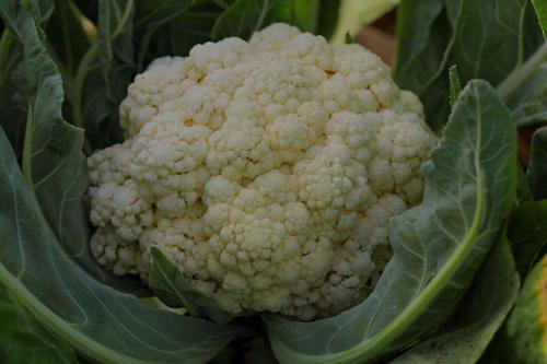 Cauliflower