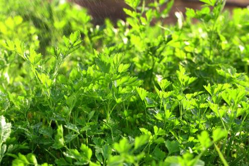 Coriander Leaves