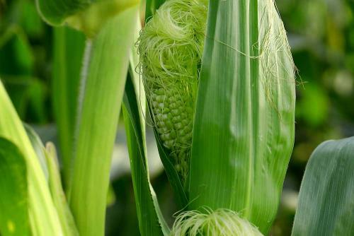 Corn (Sweet ,Glutinous)