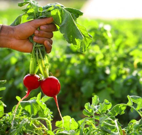 Radish (Red)