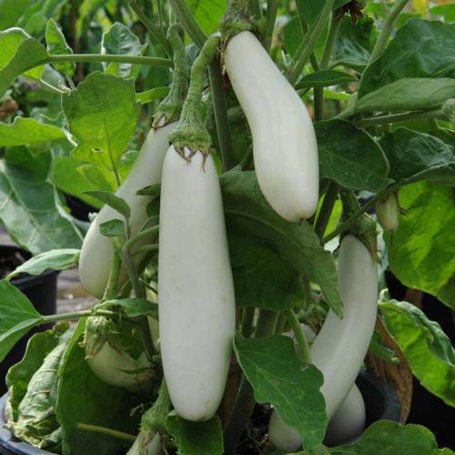 Egg Plants